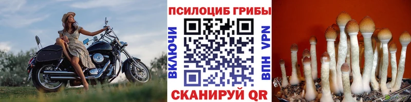 купить наркоту Северобайкальск blacksprut ССЫЛКА Галлюциногенные грибы мицелий